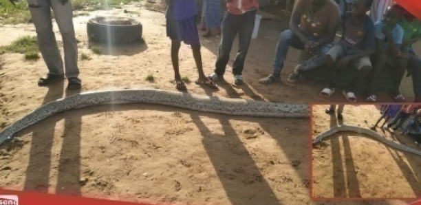 Malika: les populations capturent un serpent impressionnant