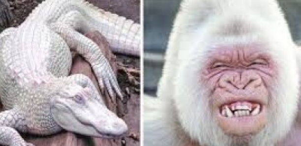 9 ANIMAUX ALBINOS LES PLUS BEAUX DU MONDE