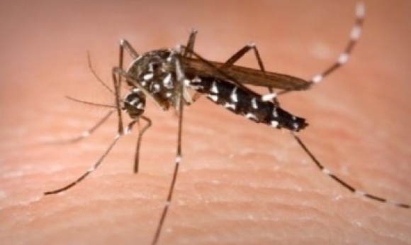 Sénégal : Près De 100 Cas De Dengue, Dont La Moitié à Matam
