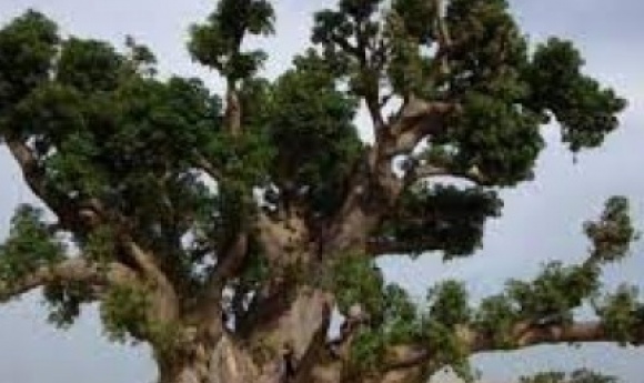 Bambey : Un élève Chute D’un Baobab Et Meurt