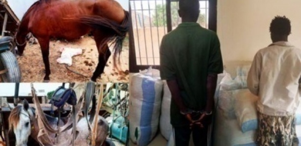 Suite Opération coup de filet à Mbour : Près de 452,5 kg de drogue saisis et un autre trafiquant sous les verrous...Des arrestations en cours